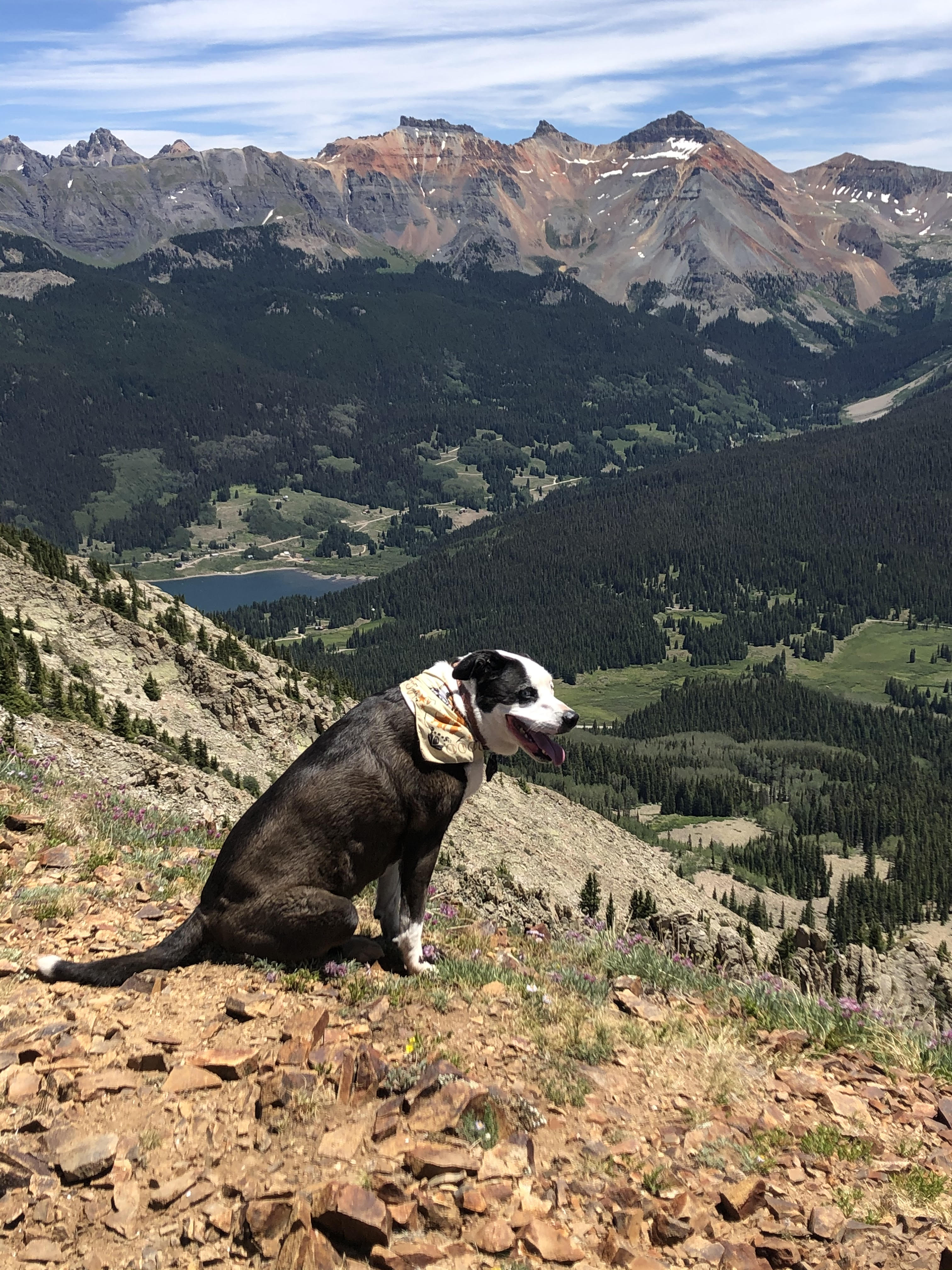 Good Boy